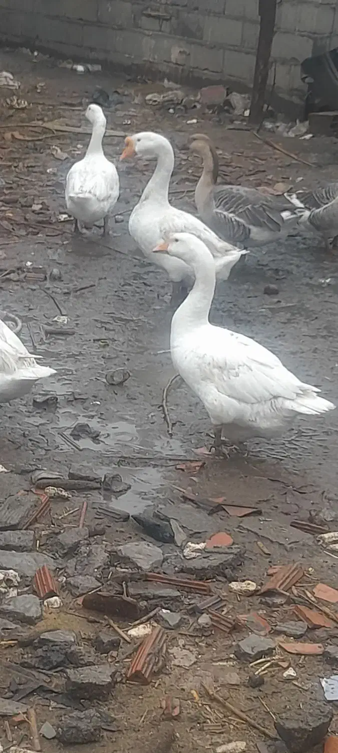 تخم غوغاز سفید|حیوانات مزرعه|علیآباد کتول, |دیوار