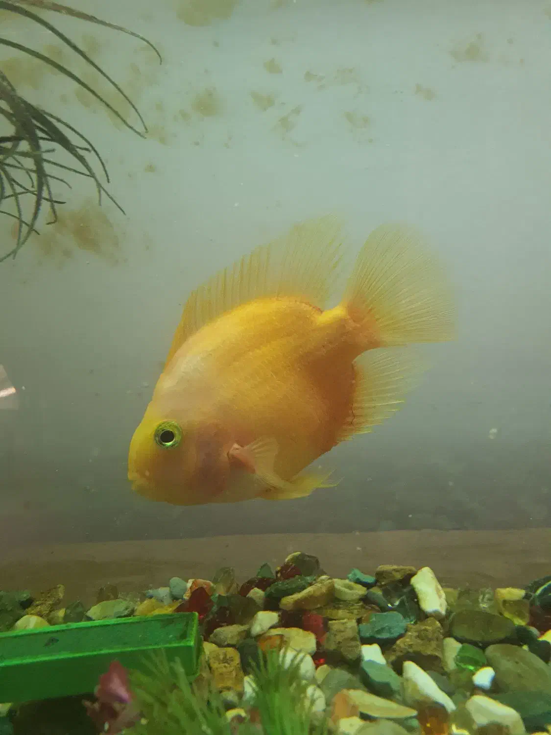 ماهی|ماهی|شیراز, سرو|دیوار