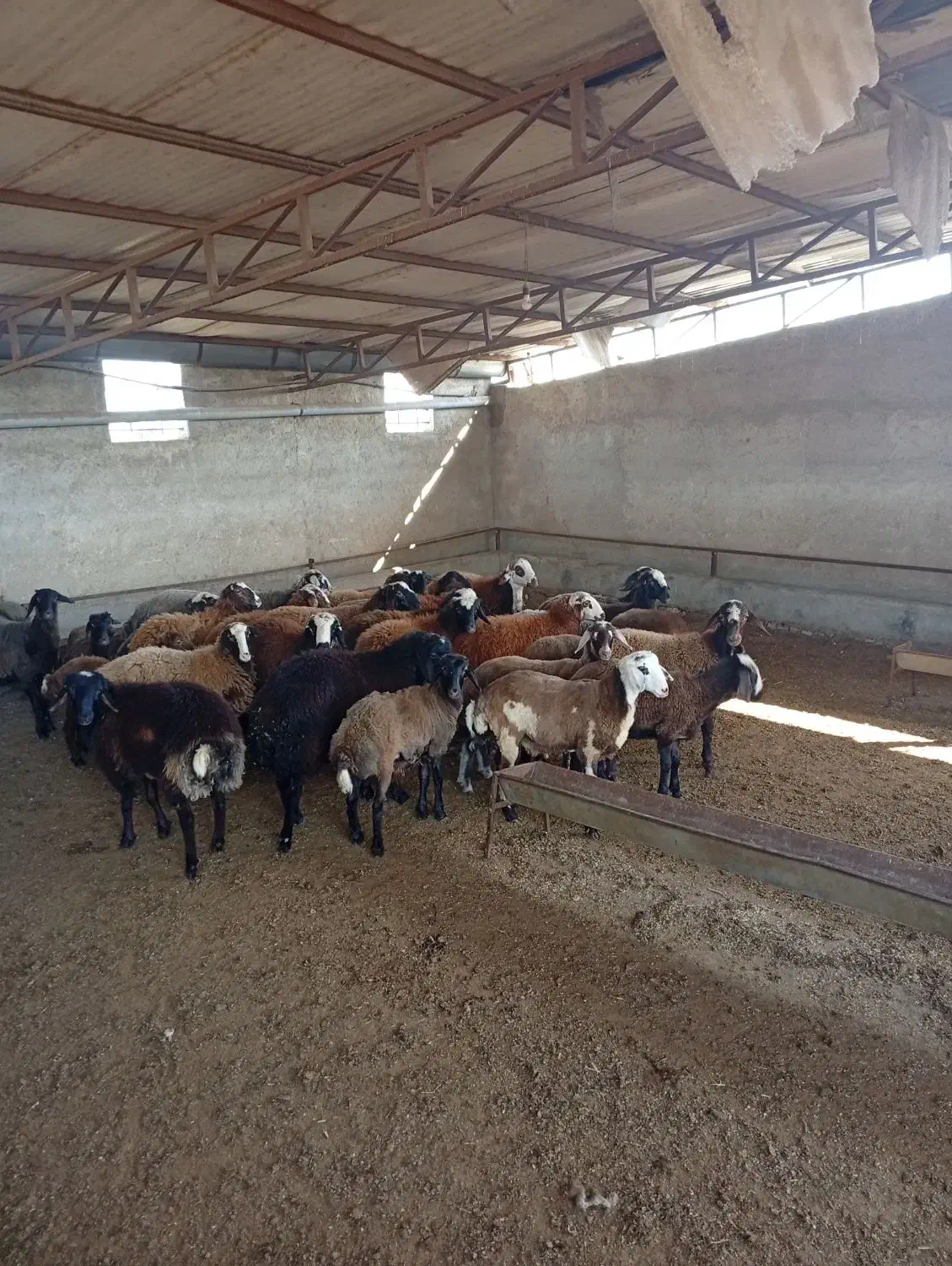 فروش گوسفند داشتی|حیوانات مزرعه|خلیل شهر, |دیوار