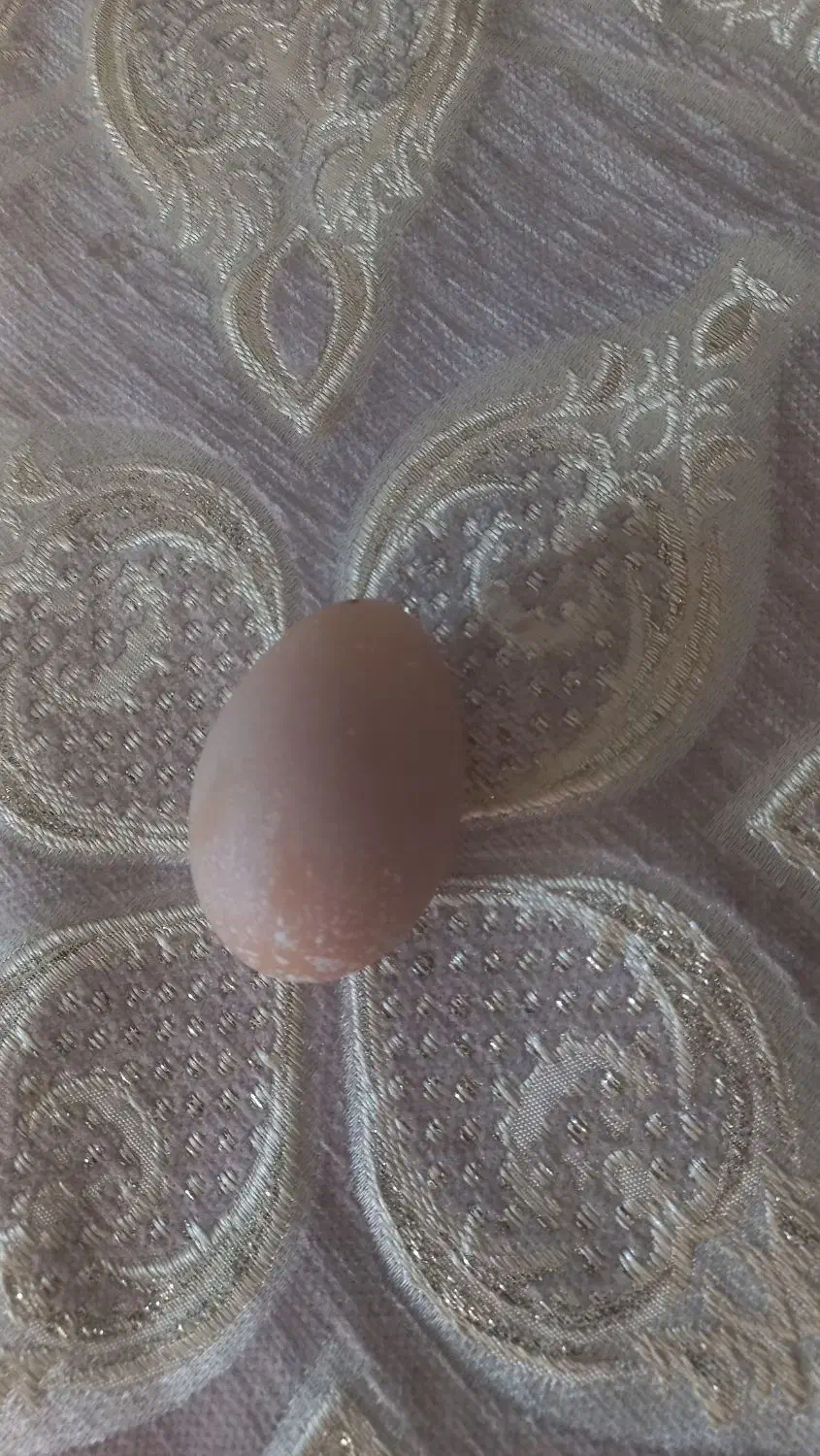 فروش عمده تخممرغ بومی|خوردنی و آشامیدنی|کاشان, صنعت|دیوار