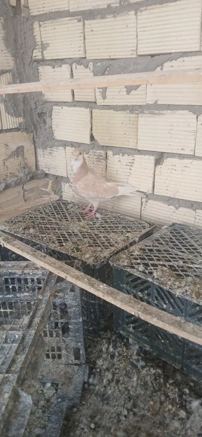 کبوتر نقش|پرنده|سیرجان, |دیوار