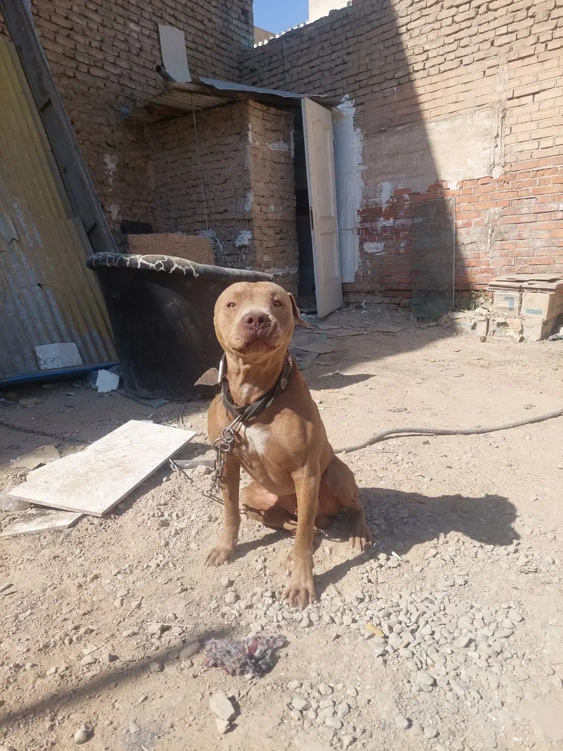 پیتبول نر ۸ ماه|سگ|ری, دولت‌آباد|دیوار