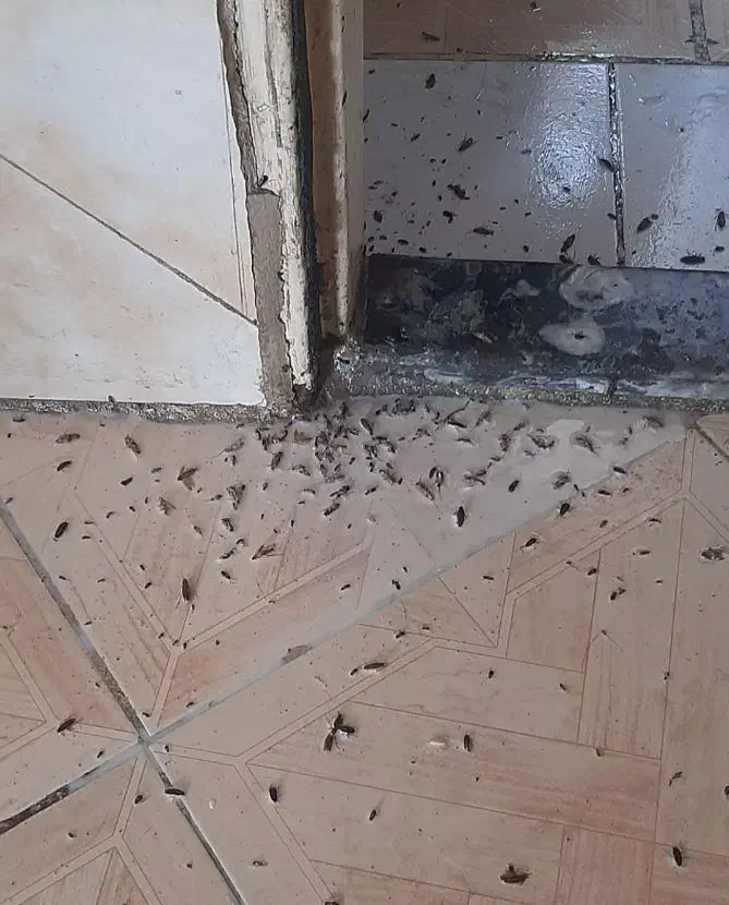 حذف وریشه کنی حشرات موذی فقط دریک مرحله باضمانت|خدمات نظافت|بومهن, |دیوار