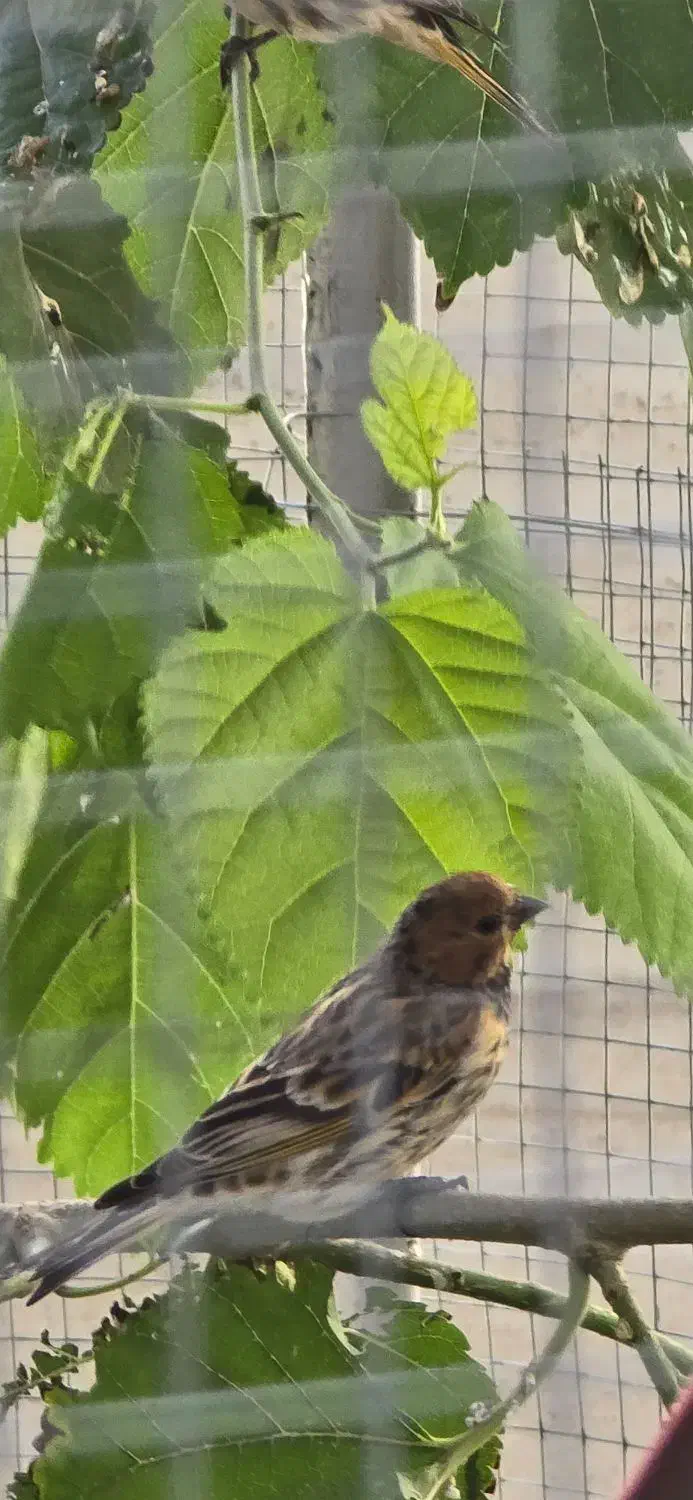 گلبسر وسهر|پرنده|خرمشهر, |دیوار