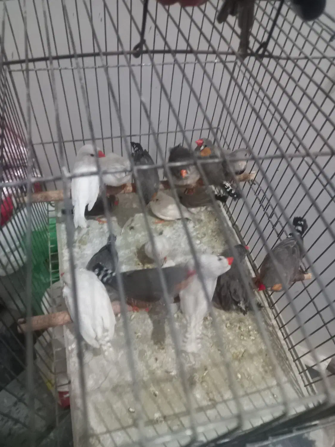 فنج زبرا ولپ سیاه|پرنده|مبارکه, |دیوار