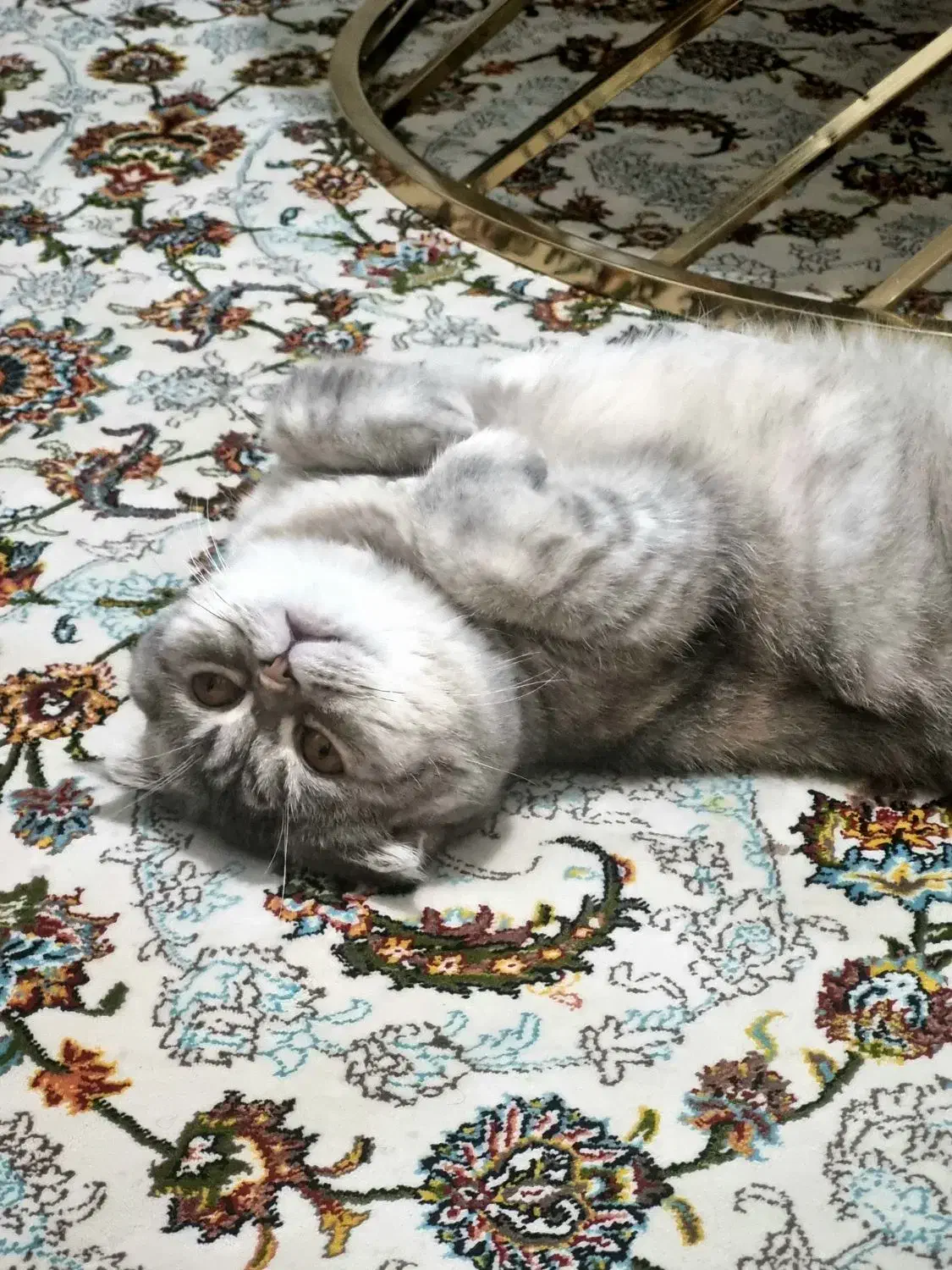 گربه‌ بریتیش|گربه|تهران, آهنگران (سراسیاب دولاب)|دیوار