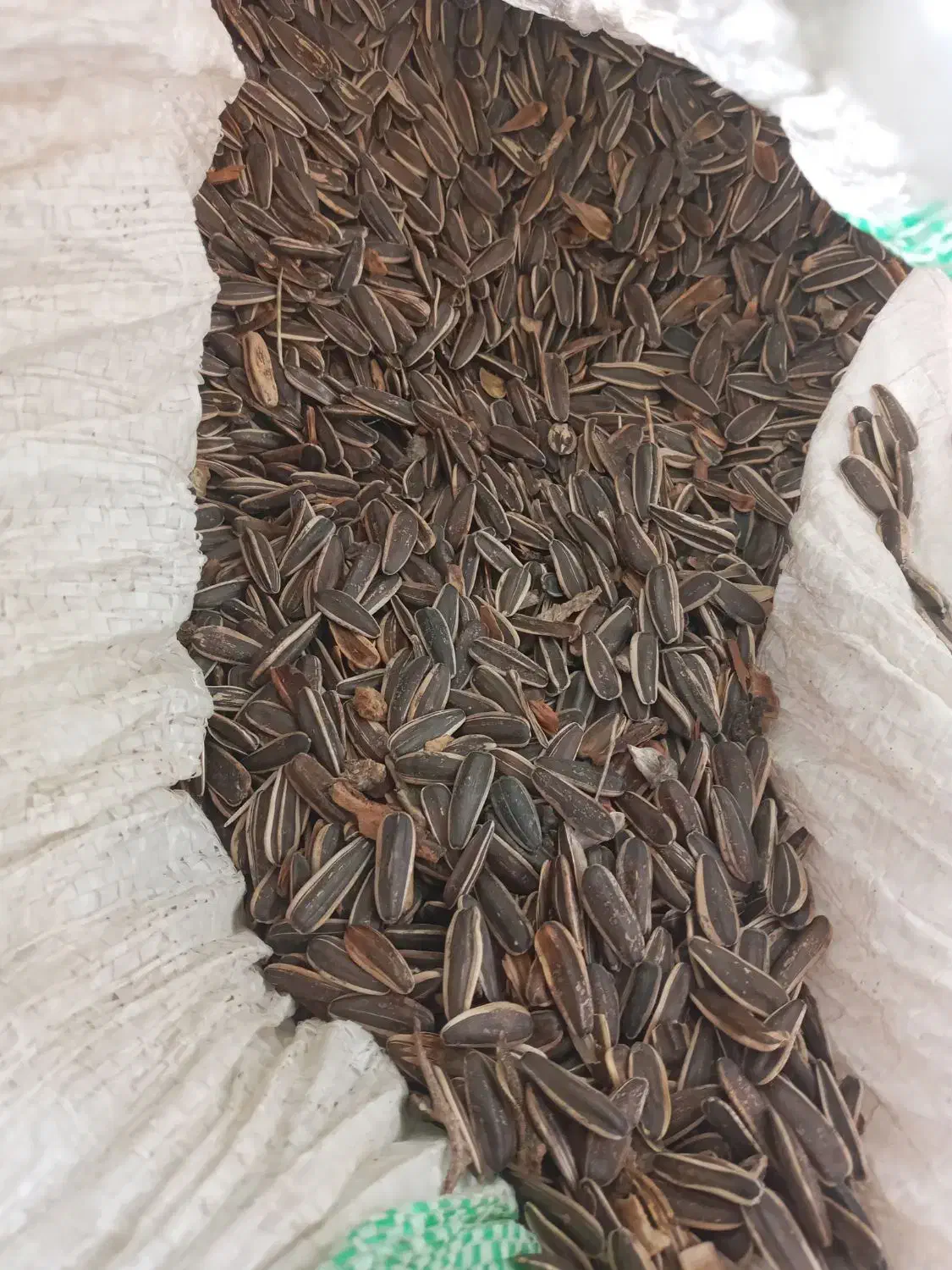 فروش تخمه افتاب گردان|خوردنی و آشامیدنی|محمدبار, |دیوار