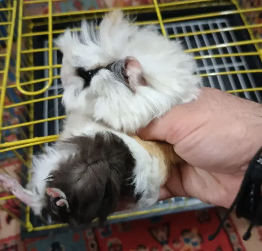 خوکچه هندی با قفس نو سایز بزرگ|موش و خرگوش|شهریار, شهریار|دیوار