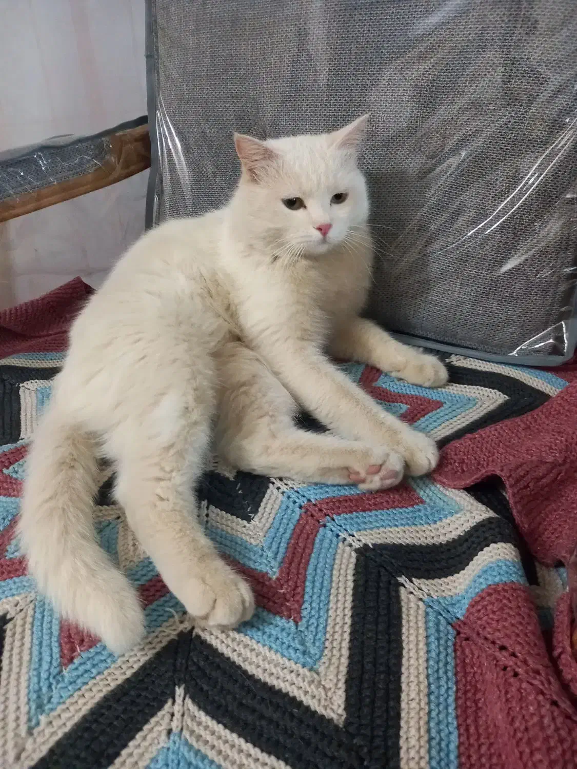 واگذاری|گربه|یزد, |دیوار