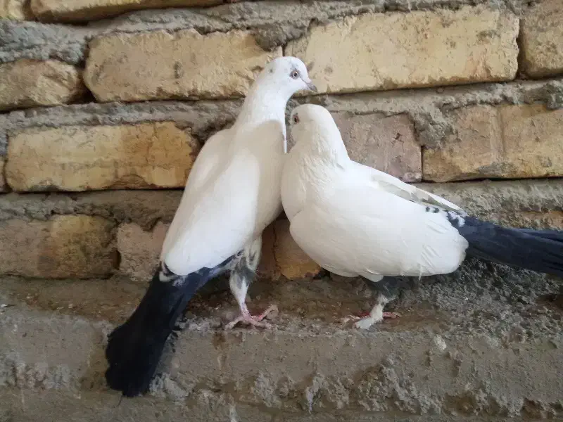 یک‌جفت‌کبوتر‌پرشی|پرنده|خمینی‌شهر, |دیوار