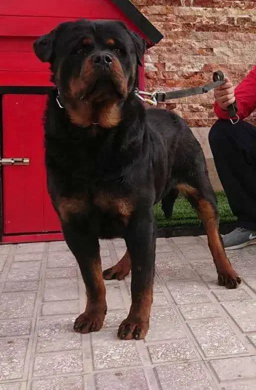 روتوایلر و دوبرمن گریدA با خط خون بالا|سگ|تهران, بریانک|دیوار