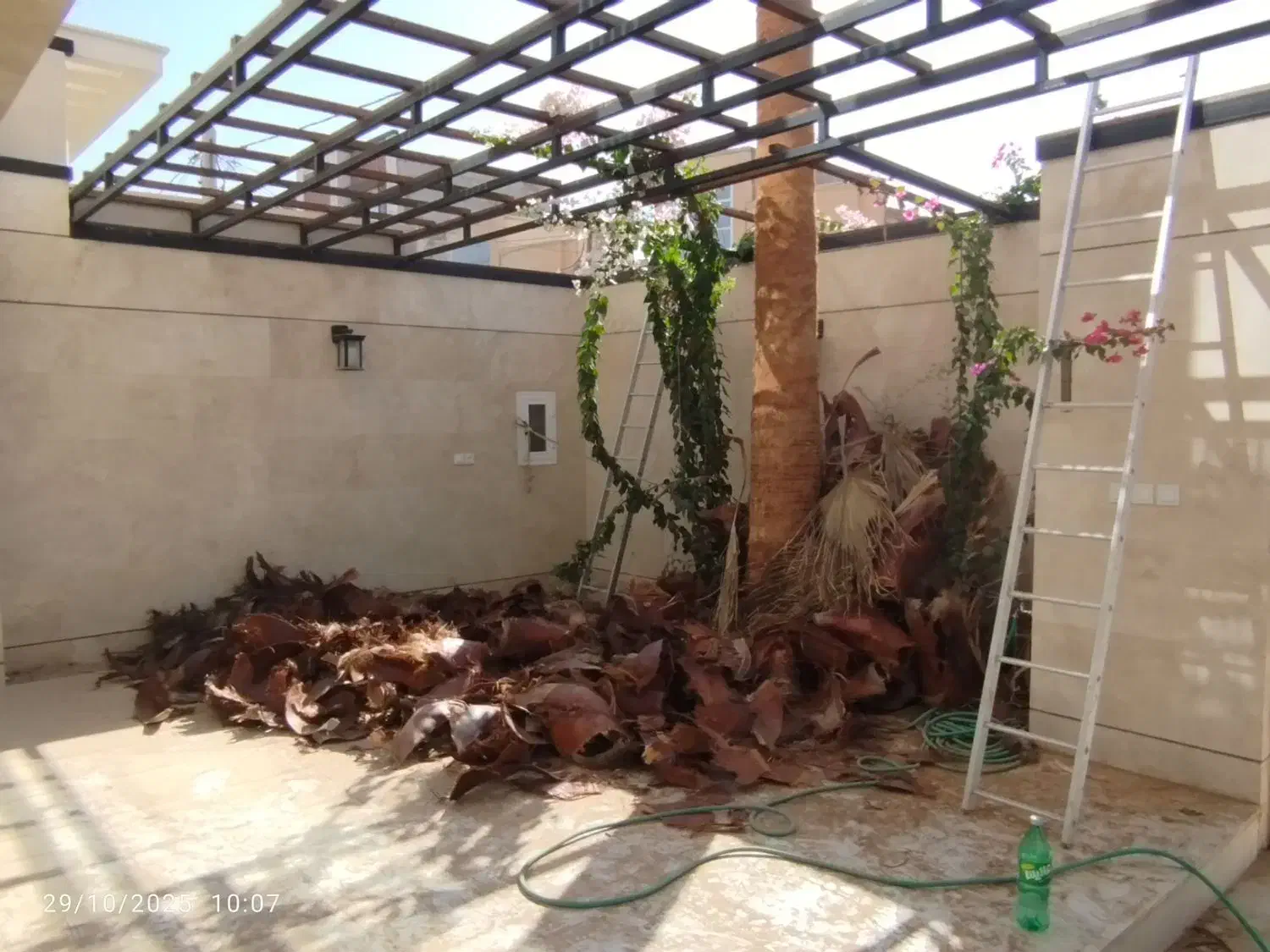 هرس نخل|گل و گیاه طبیعی|اردکان, |دیوار