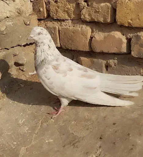 کفتر پرشی|پرنده|میبد, |دیوار