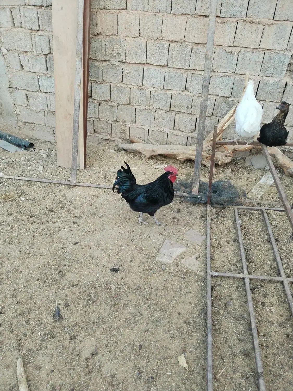 خروس محلی|حیوانات مزرعه|ارژن, |دیوار