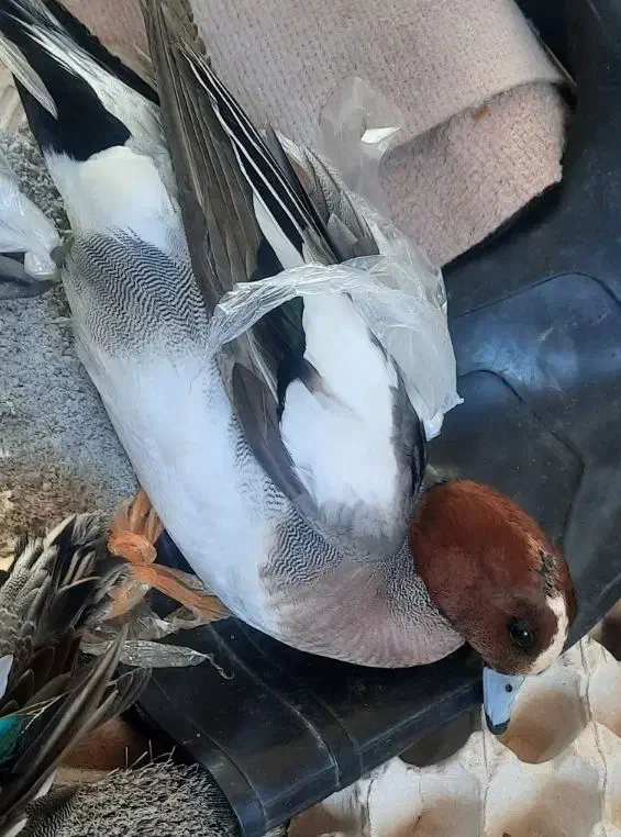 اردک|پرنده|رشت, نخودچر|دیوار