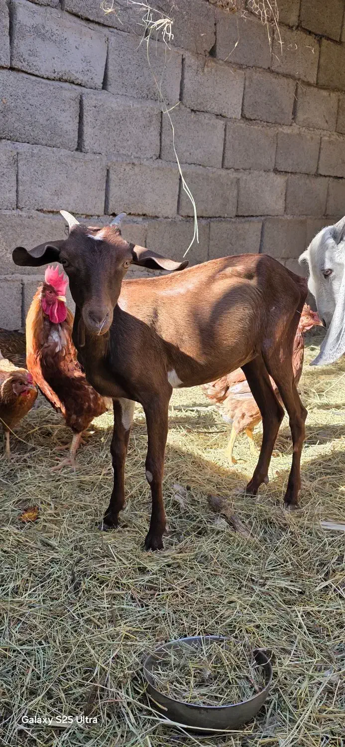 بز و میش|حیوانات مزرعه|بم, |دیوار