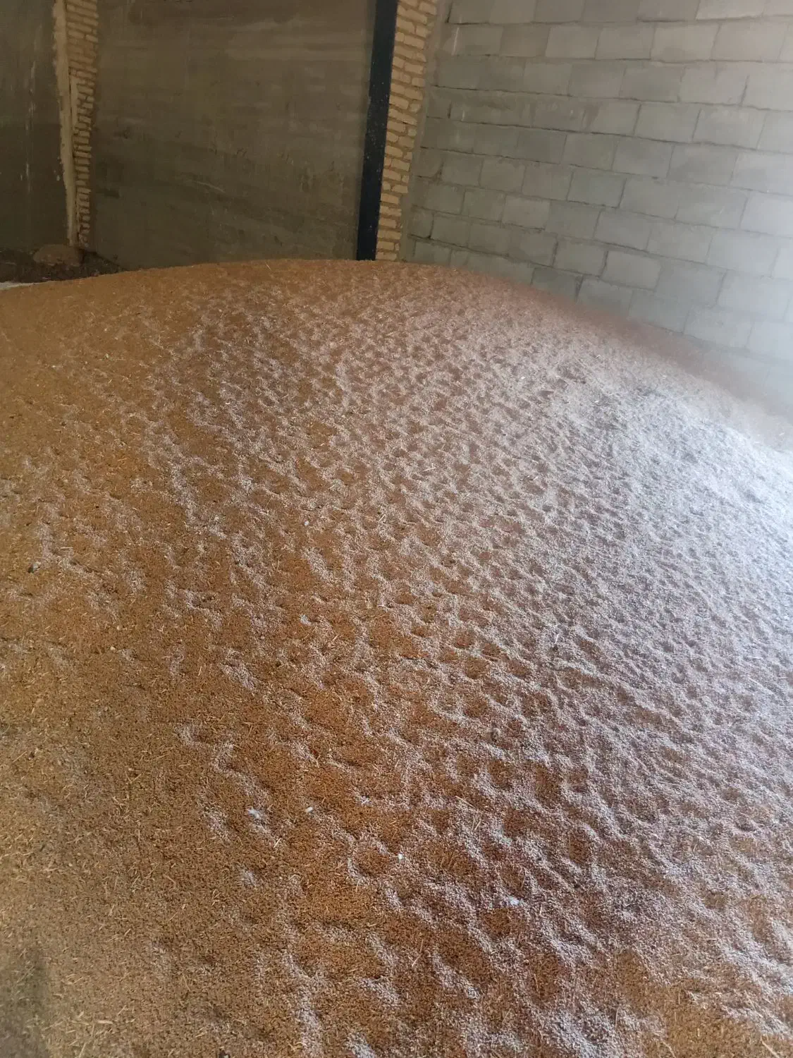 گندم کیلویی۲۷هزار|خدمات باغبانی و درختکاری|ماهیدشت, |دیوار