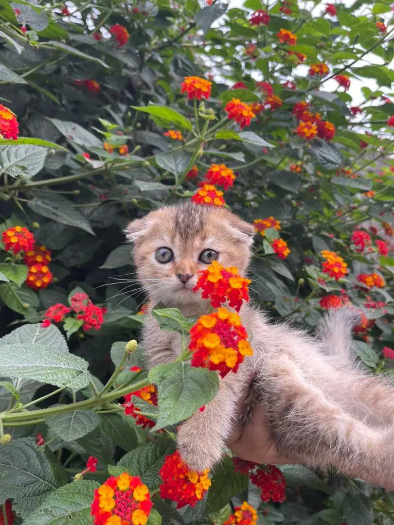 گربه|گربه|لاهیجان, شیشه گران|دیوار