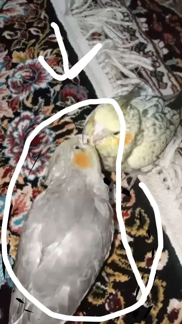 عروس هلندی|پرنده|زنجان, |دیوار