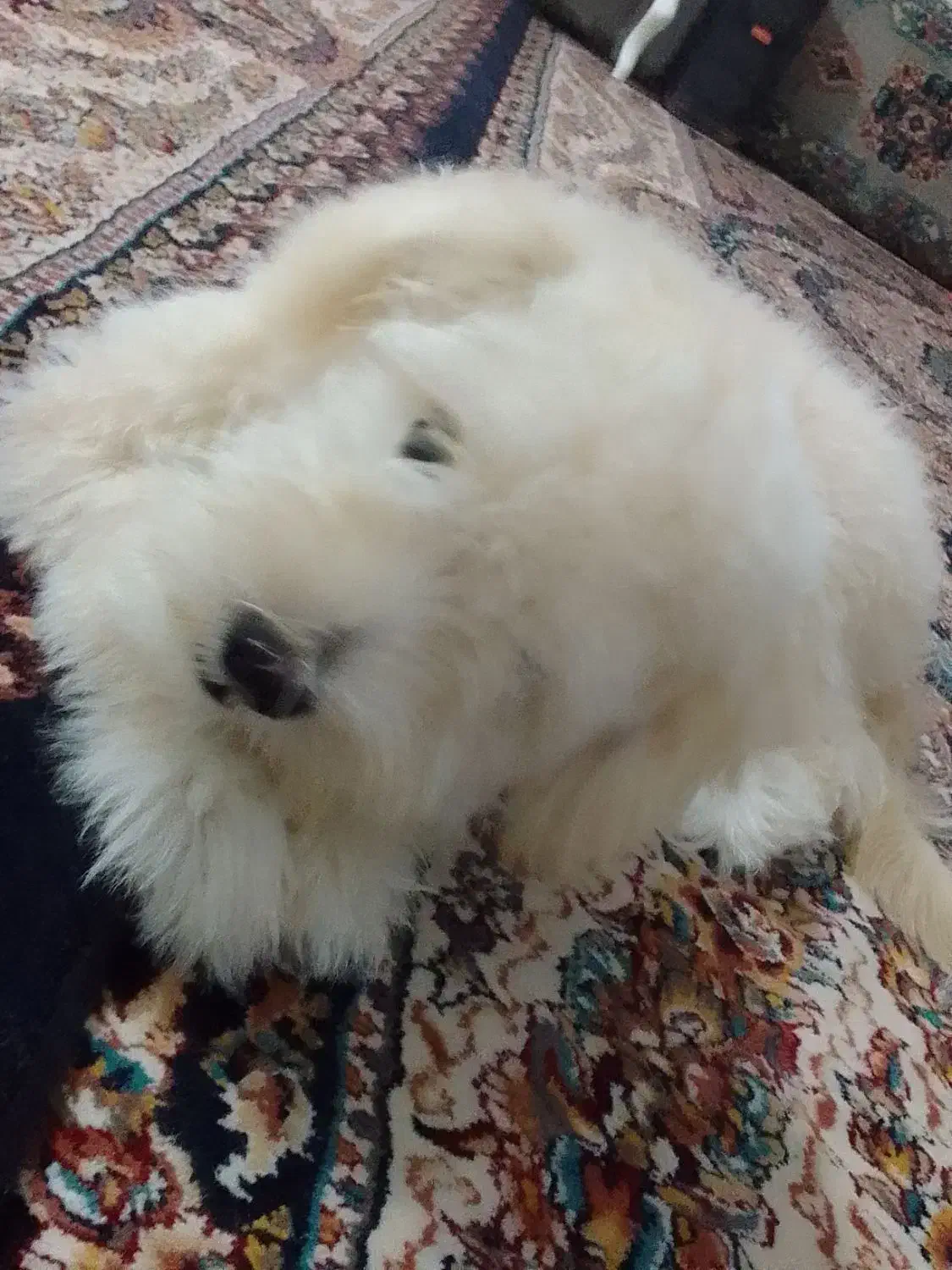 پاپی شیتزوکراس|سگ|تربتحیدریه, جانبازان|دیوار