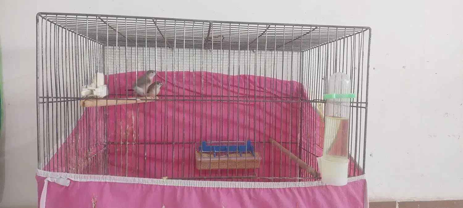 فنچ پاکستانی|پرنده|بهبهان, |دیوار