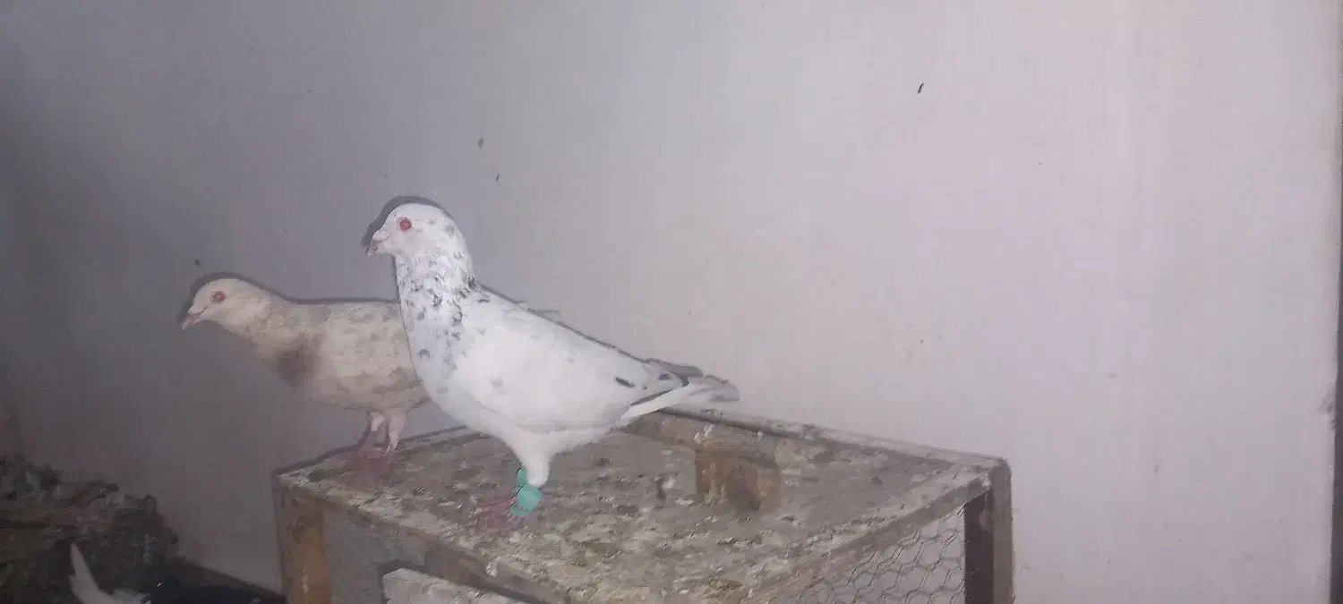 کبوتر|پرنده|کارون, |دیوار