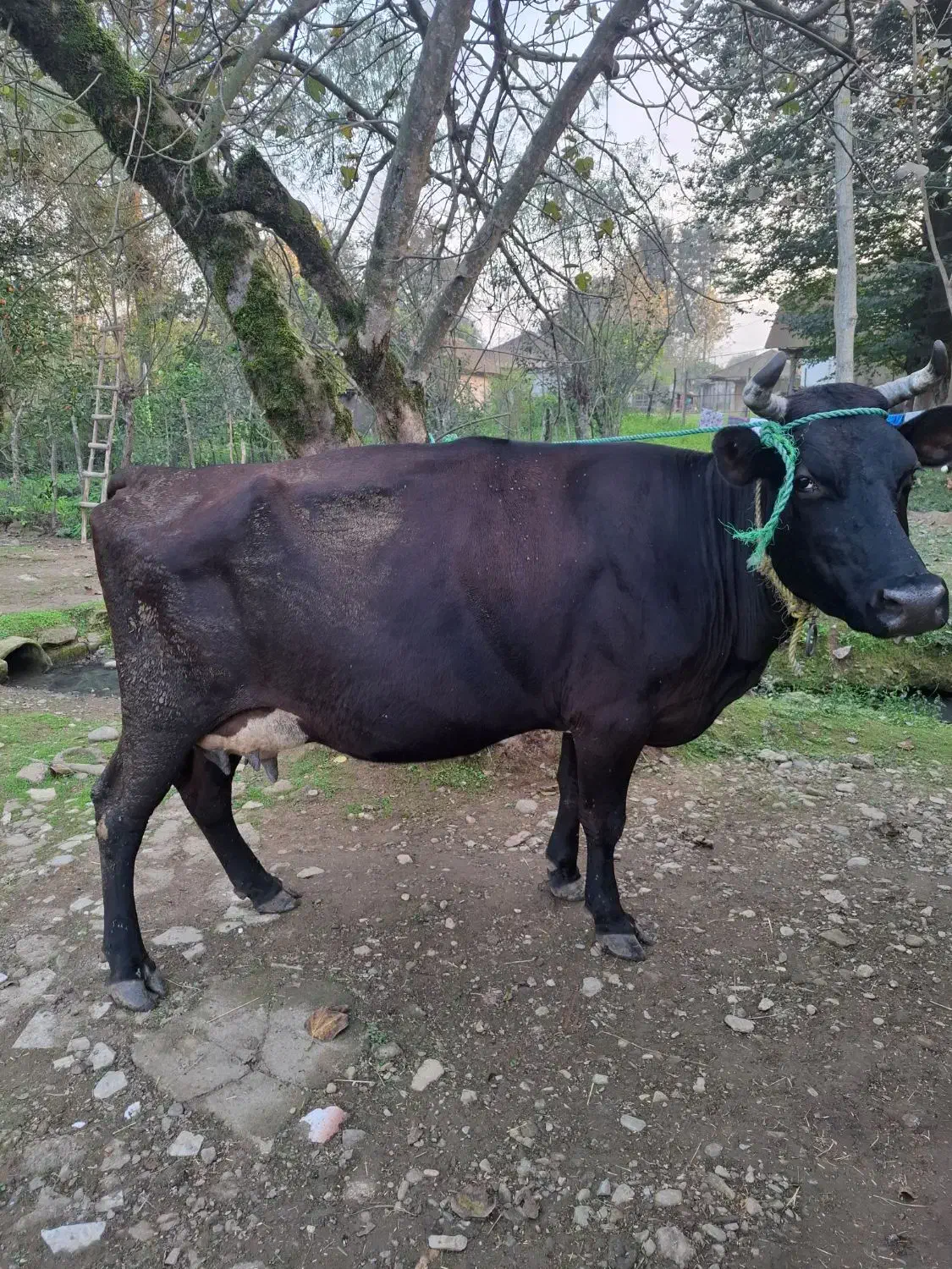 گاو دورگ با گوساله نر هلشتاین|حیوانات مزرعه|سنگر, |دیوار