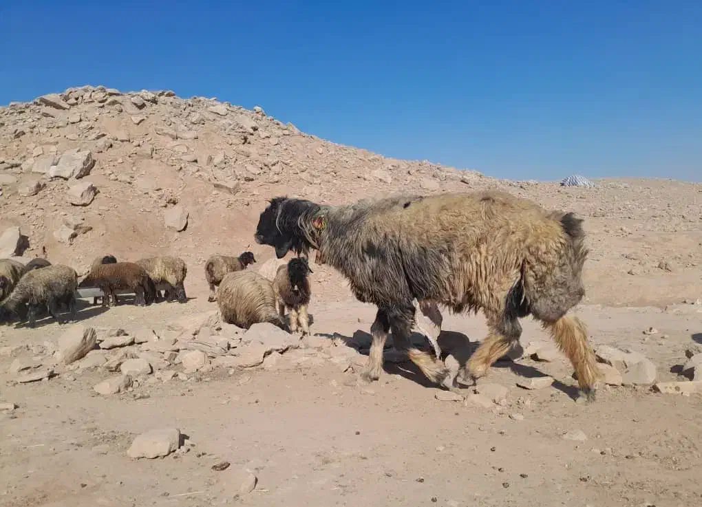 قوچ ته سیاه|حیوانات مزرعه|مسجد سلیمان, |دیوار