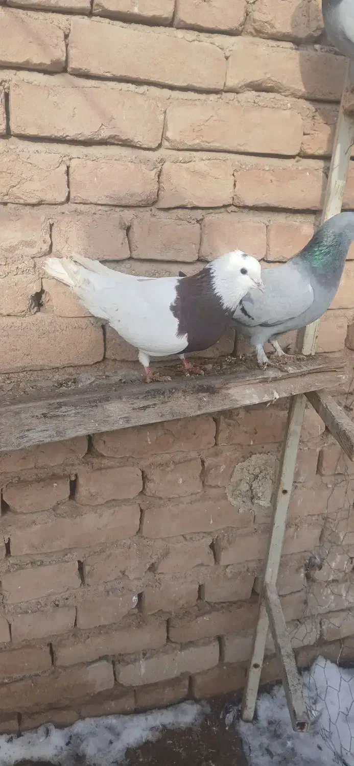 کفتر پرشی|پرنده|ملکان, |دیوار