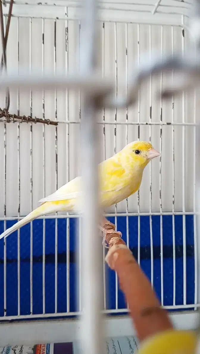 قناری قورولتی ماده|پرنده|اردبیل, |دیوار