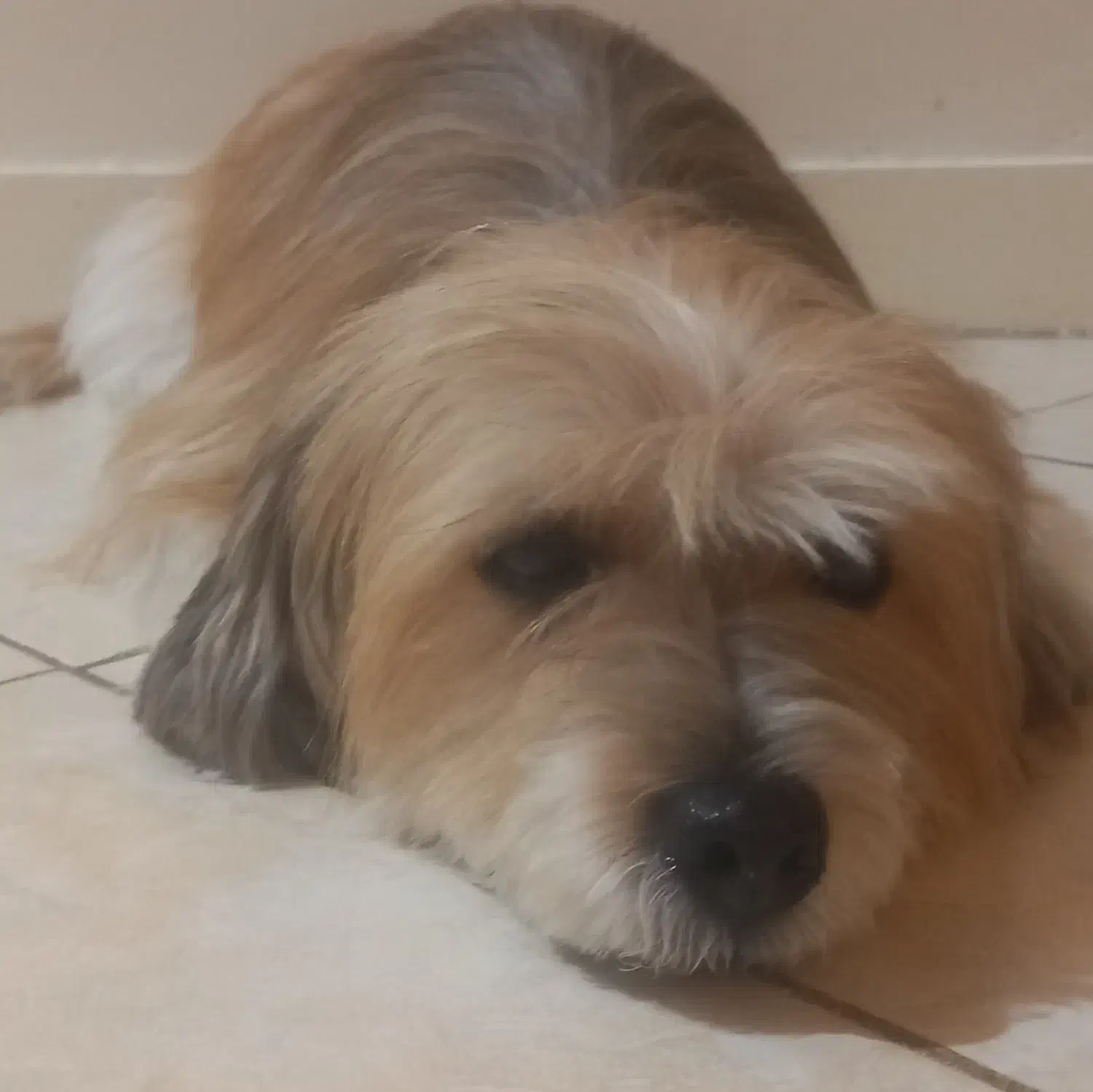 سگ گمشده|حیوانات|تهران, یافت‌آباد|دیوار