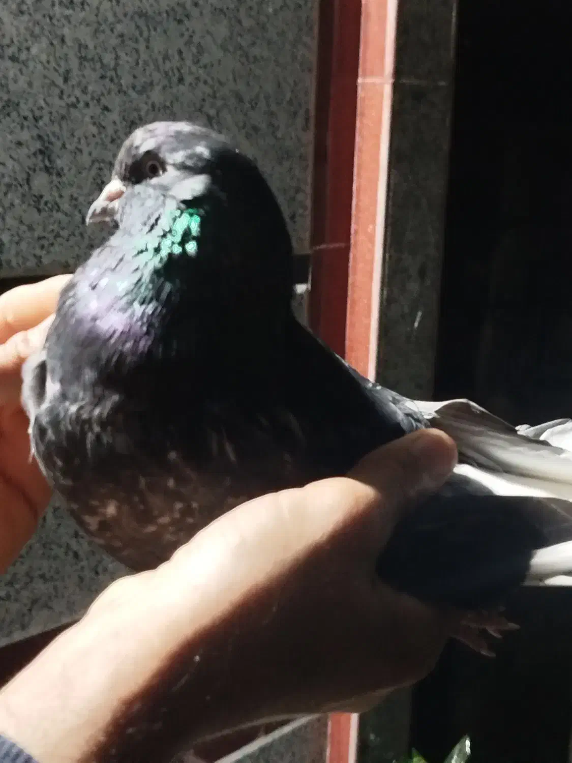 یه نر مگسی|پرنده|دابودشت, |دیوار