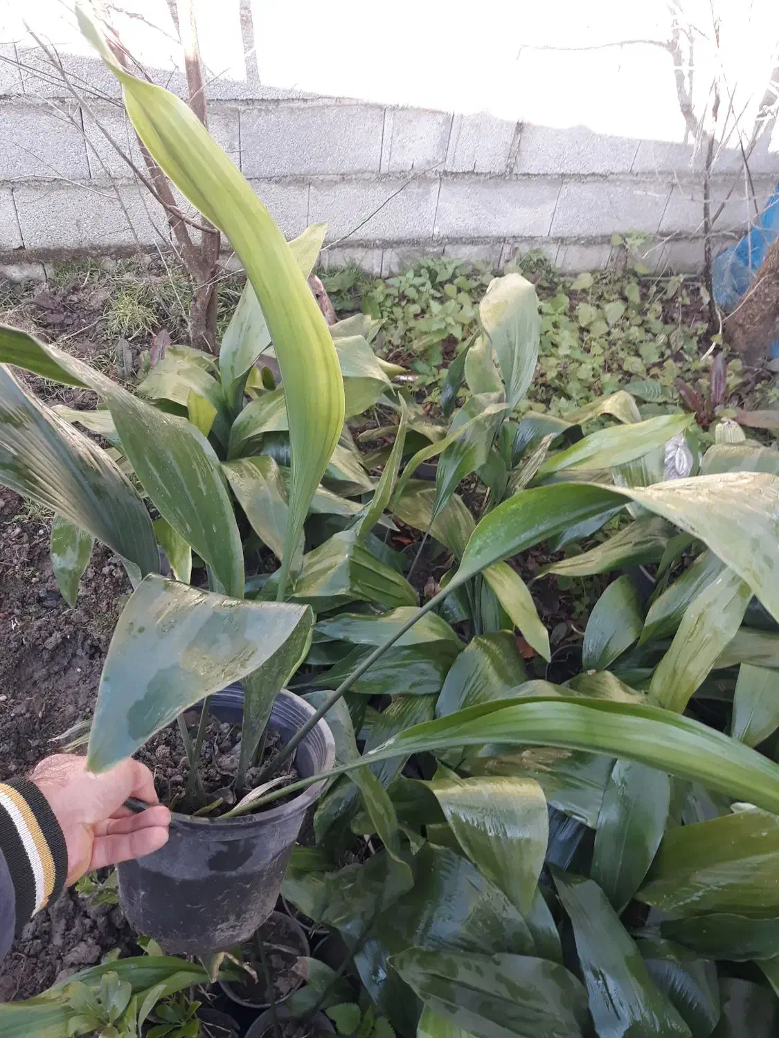 برگ عبایی|گل و گیاه طبیعی|کوچصفهان, |دیوار