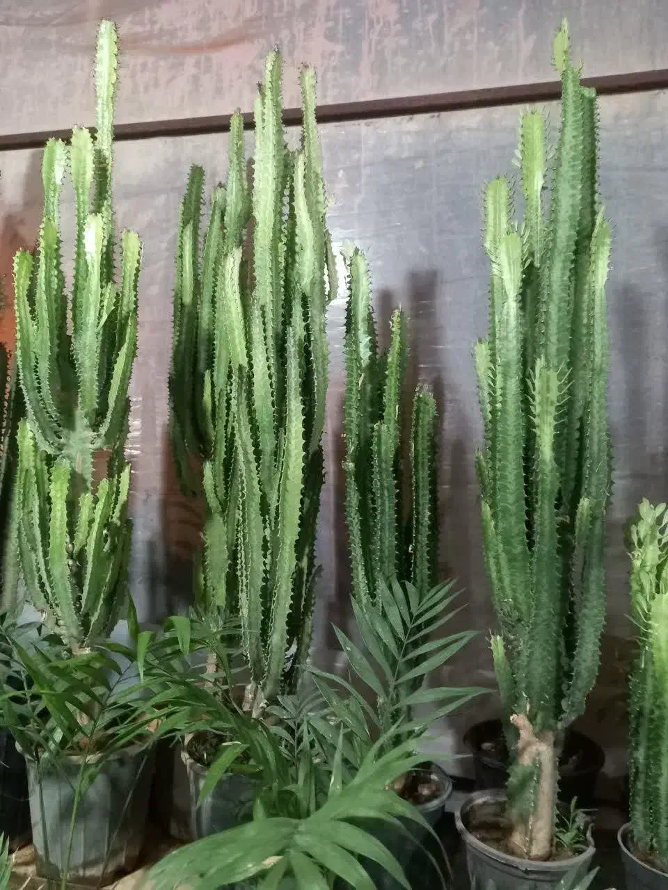 گل آپارتمانی یا گل خانه افروربیا|گل و گیاه طبیعی|زنجان, |دیوار