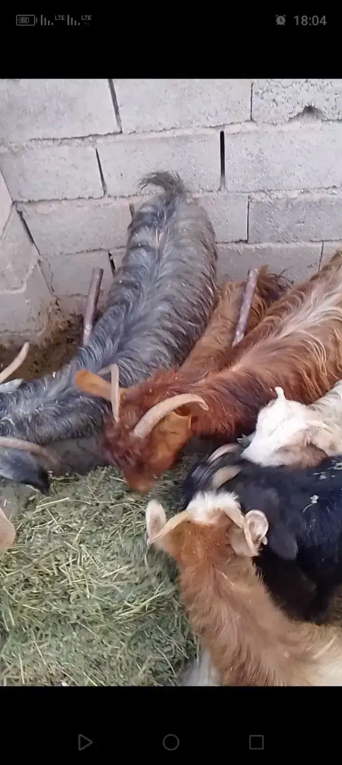 بزقاله|حیوانات مزرعه|شاهرود, |دیوار