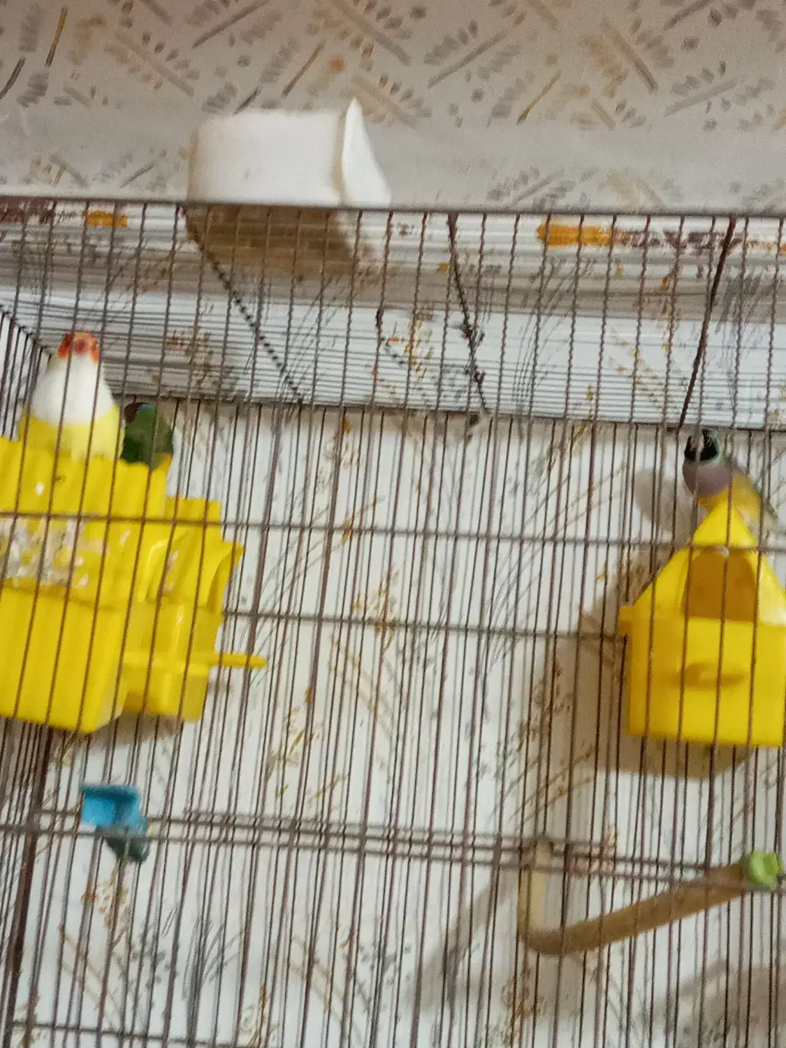 فنچ گلدین تک نر زرد موجوده|پرنده|رشت, علی آباد|دیوار