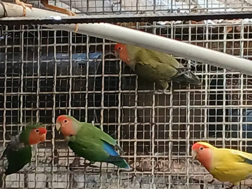 طوطی برزیلی مولد|پرنده|کرج, شهرک احمدیه‎|دیوار