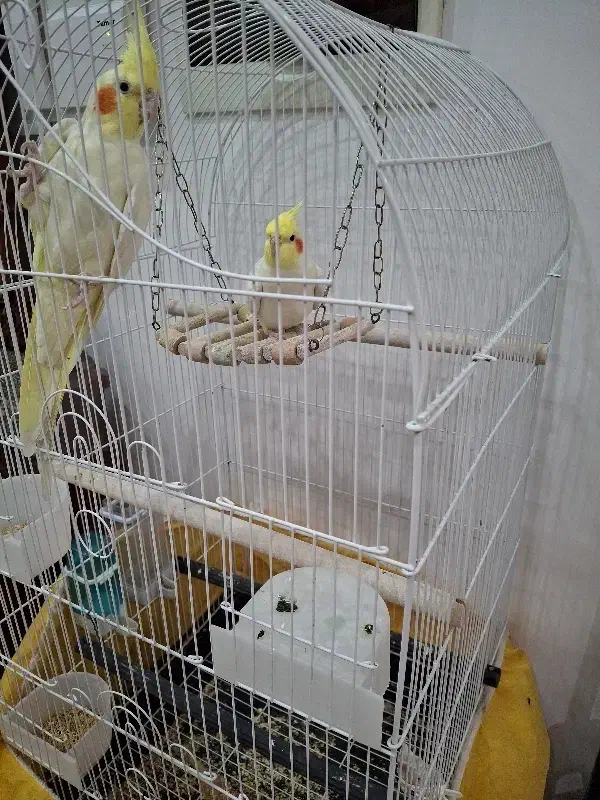 عروس هلندی جفت|پرنده|قم, دورشهر|دیوار