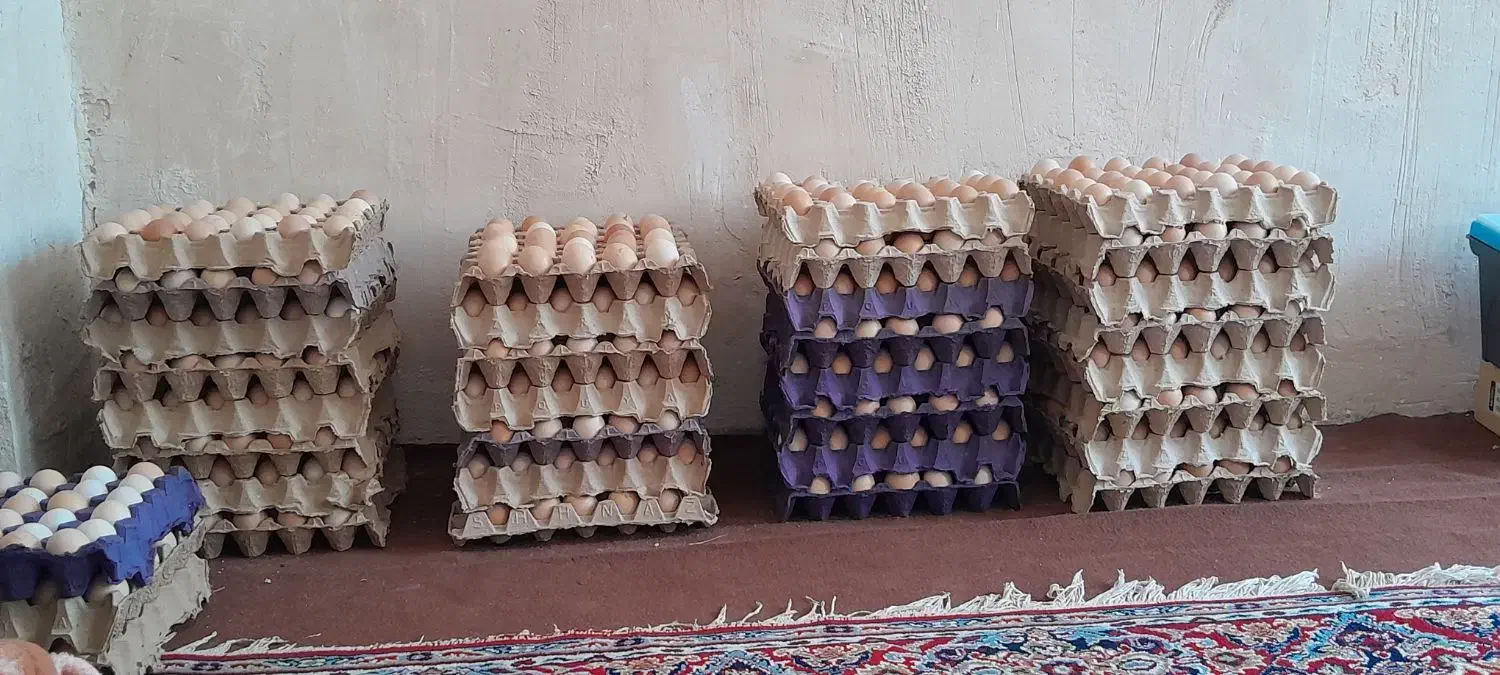 تخم مرغ محلی نطفه دار|حیوانات مزرعه|گرگان, |دیوار