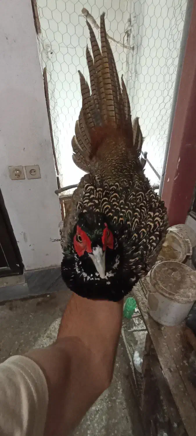 پرنده زینتی|پرنده|بابل, |دیوار