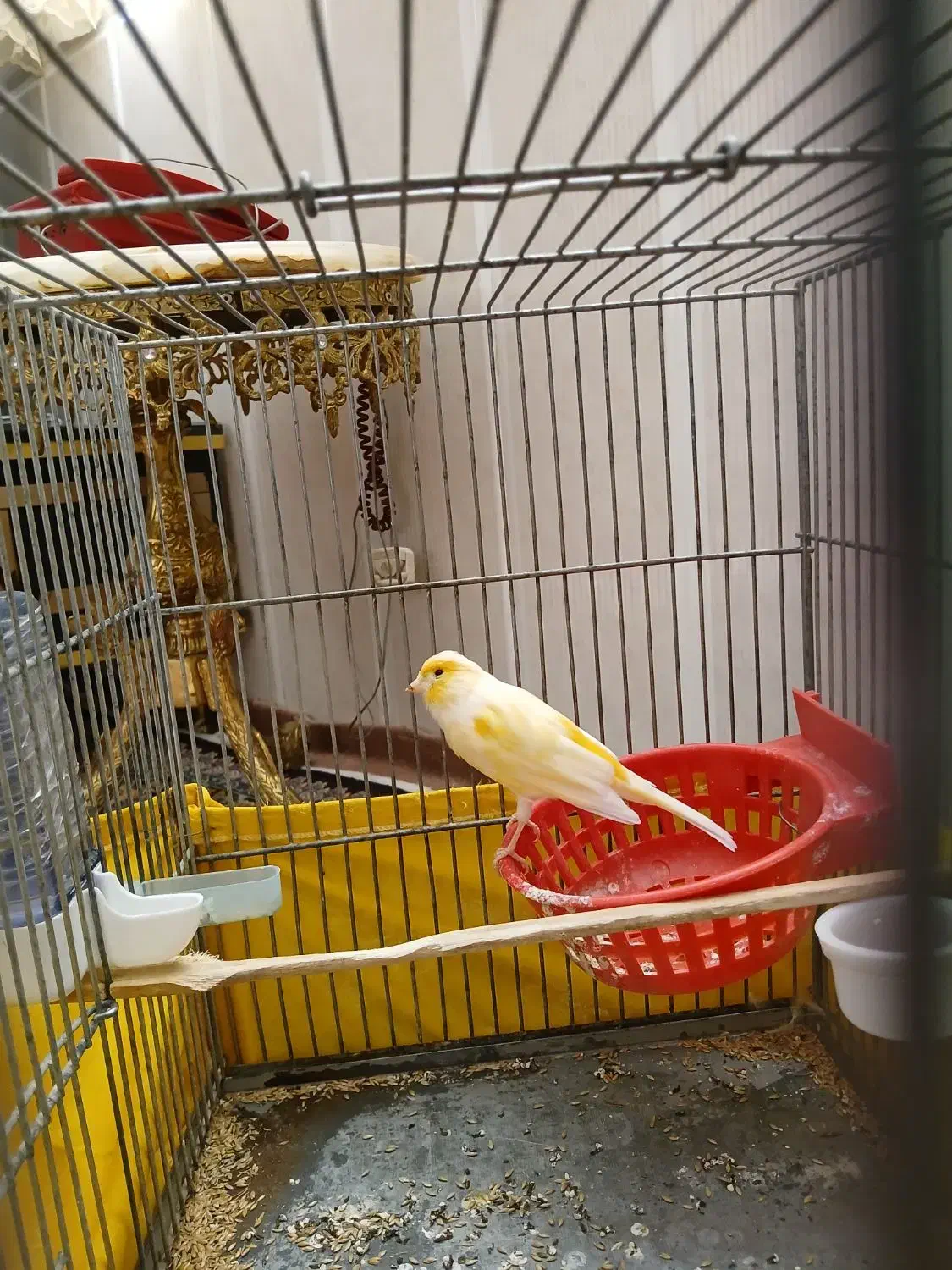 قناری|پرنده|پاکدشت, خاتون آباد|دیوار