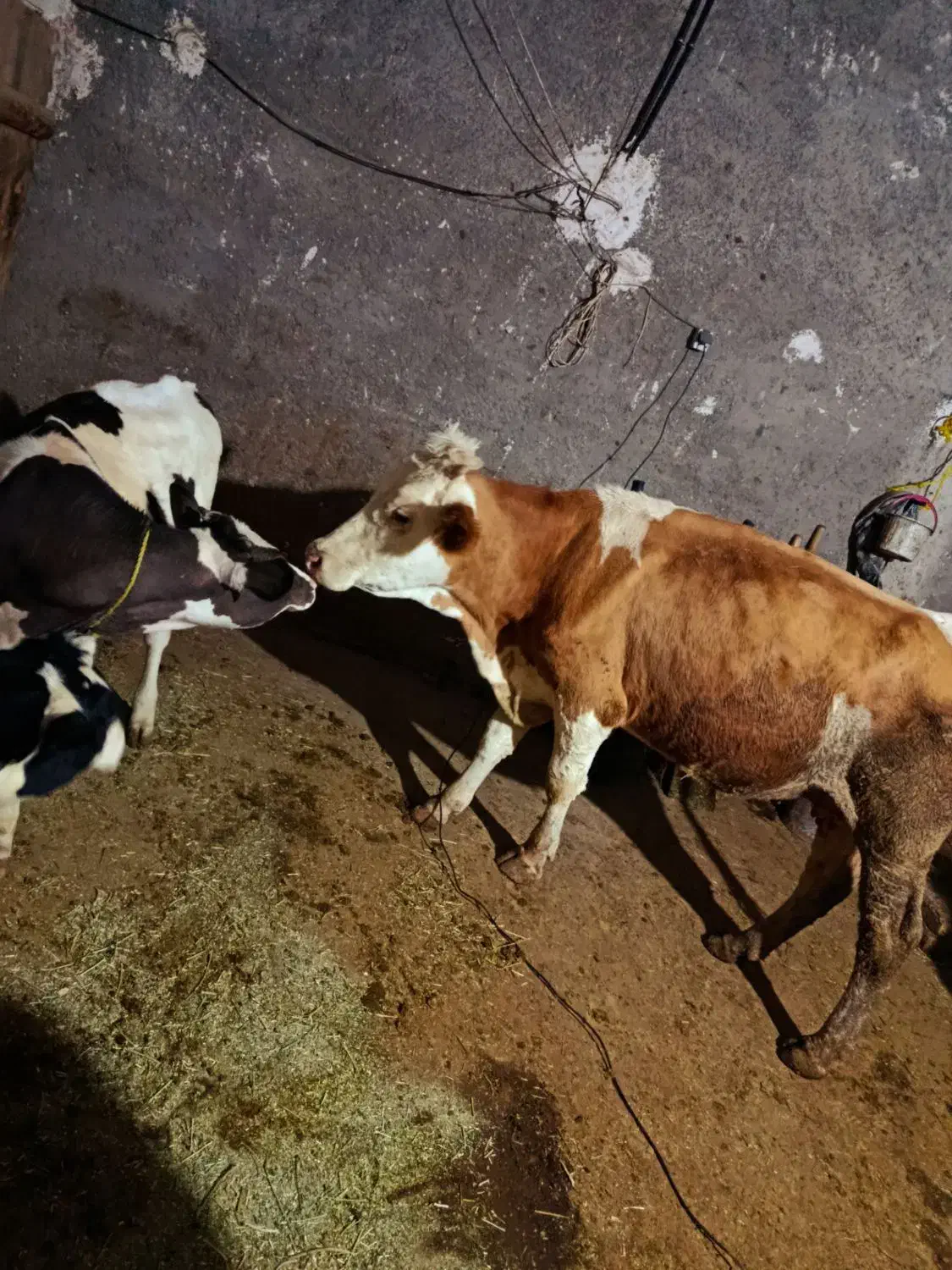 گاو|حیوانات مزرعه|حلب, |دیوار