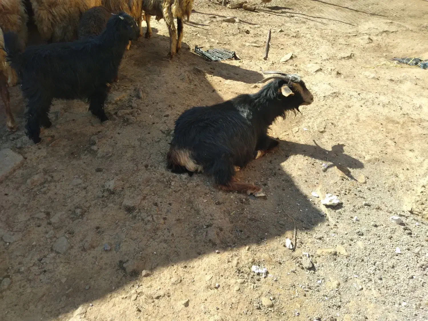 بز داشتی و گوشتی|حیوانات مزرعه|ویسیان, |دیوار