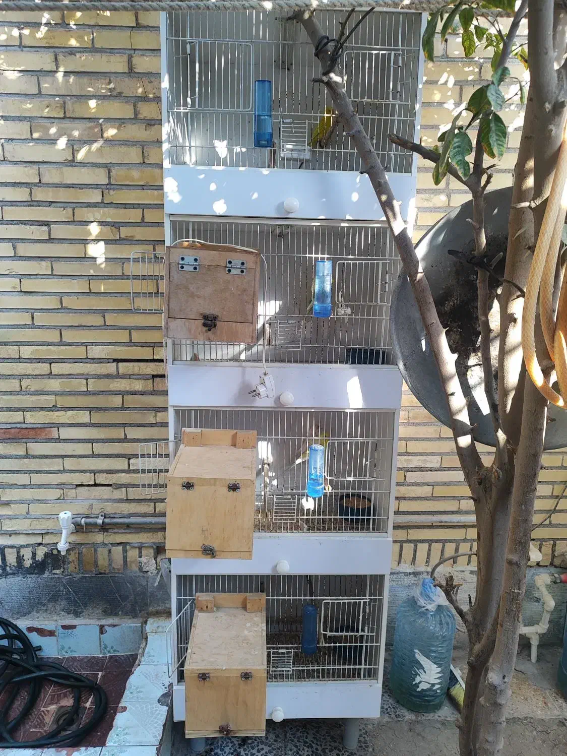 قفس مرغ عشق|لوازم جانبی حیوانات|بندرعباس, |دیوار