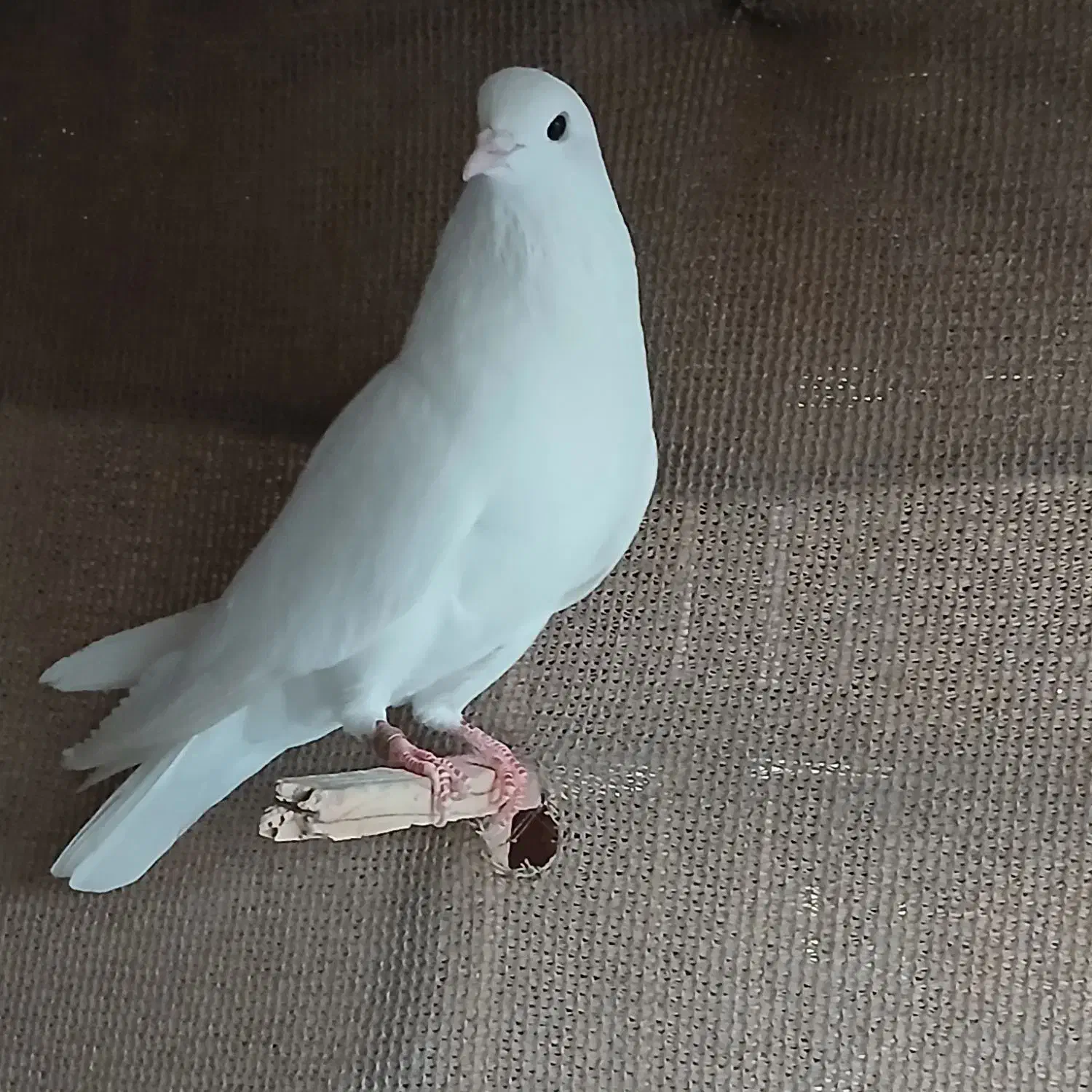 کبوتر پرشی فروشی|پرنده|آق قلا, |دیوار