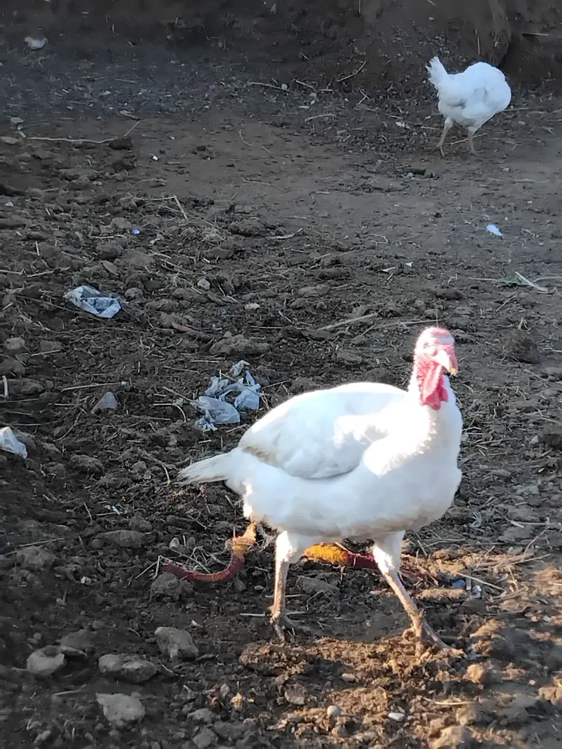 بوقلمو|حیوانات مزرعه|پلدشت, |دیوار