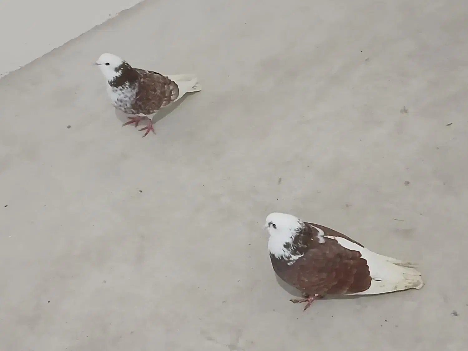 کفتر|پرنده|اردبیل, |دیوار