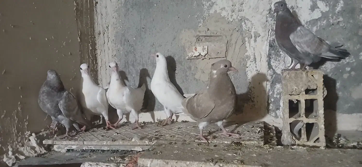 جوجه و جوانه پرشی|پرنده|مشهد, شهید قربانی|دیوار