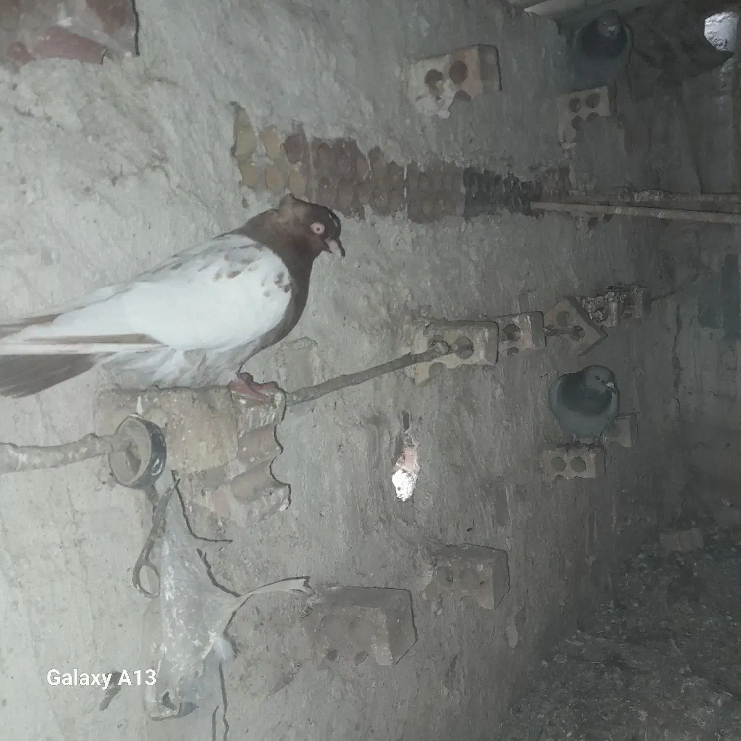 کبتر.تپر.ساده.و.سینه|سگ|مینودشت, |دیوار