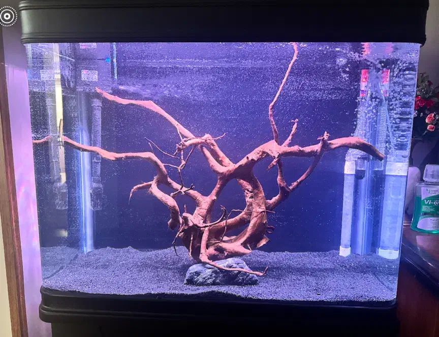 ابنوس تنه زیبا و خاص پسند|ماهی|تبریز, |دیوار